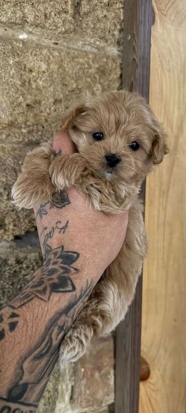 it etibarli: 2 ay, Erkek, Peyvəndli, Ünvandan götürmə — 10