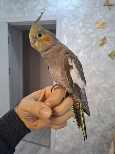 Pişiklər: Salam oz qusumun balasidi 1 ay yarimliqdi. ev seraitinde saxlamisam — 5