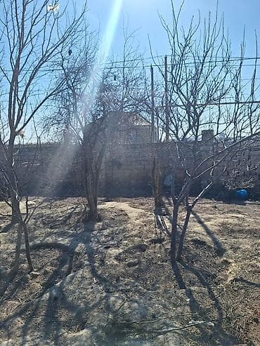 bine qesebesinde: Kənd təsərrüfatı — 3