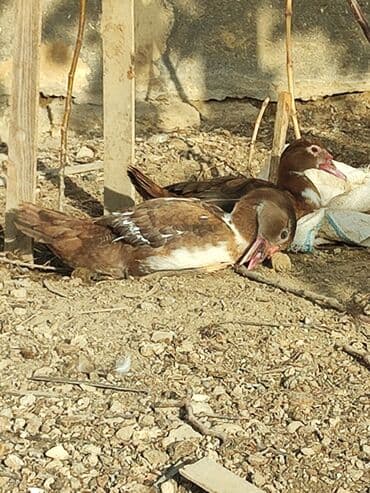 ruan ördək: Lal ordekler erkekler 40 disiler 25 manat qiymet sondu unvan turkan — 4