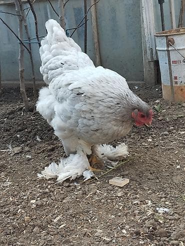 K/t heyvanları üçün mallar: Toyuq, Brama, Damazlıq, Ünvandan götürmə — 5