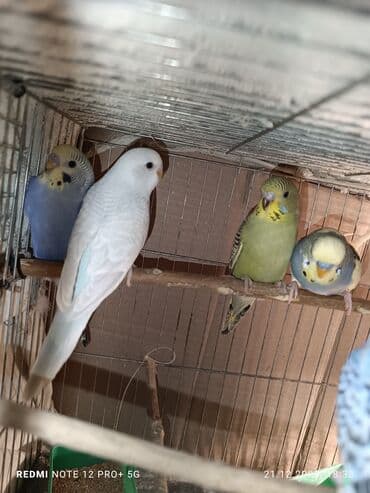 quş üçün qəfəs: Məhsul: Dalmatian/xallı və klassik rəng çeşidlərində nimfa deyil — 3