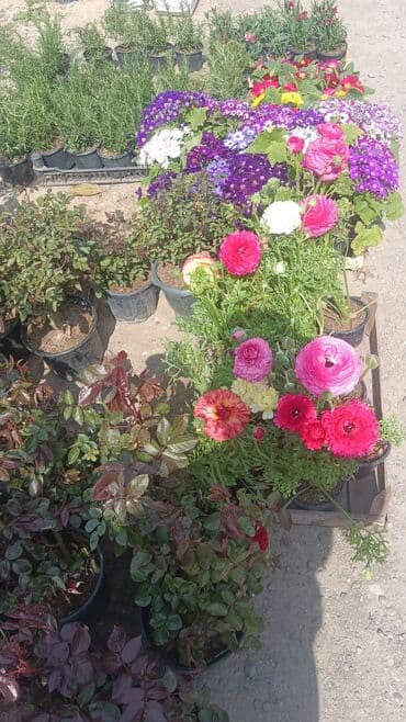 pelarqoniya bitkisi: Torf gubresinn satişi — 3