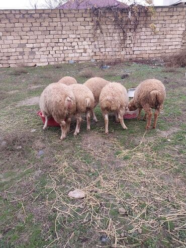 Вилки: Cavan quzulardi yaxsi qulluq olunub diri cekisi 10 manatdan unvan Baki at lalafo.az — 5 Вилки: Cavan quzulardi yaxsi qulluq olunub diri cekisi 10 manatdan unvan Baki — 5