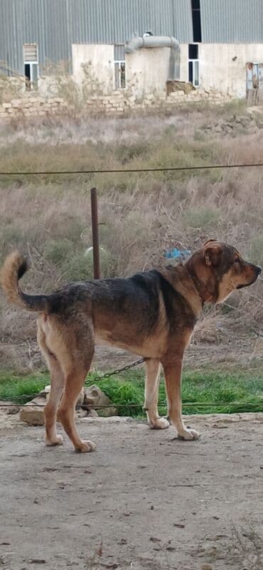 отдам в хорошие руки маленькую собачку: Qurdbasar, 2 il, Erkek, Peyvəndli, Pulsuz çatdırılma — 6