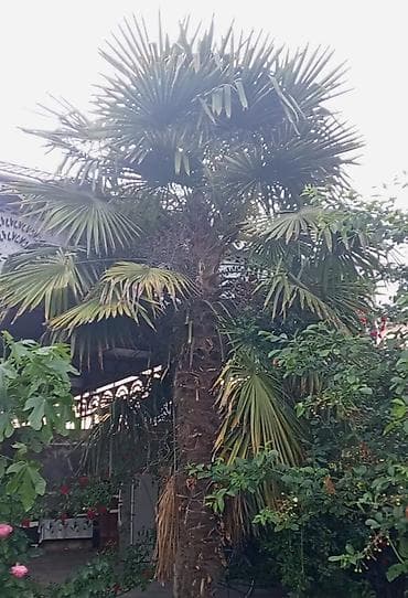 qoz ləpəsi qiyməti: Xurma xurması (Trachycarpus fortunei) – hündür dekorativ palma ağacı — 3