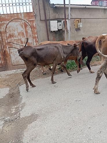 tap az pisik: Col malidi qisirdi — 3