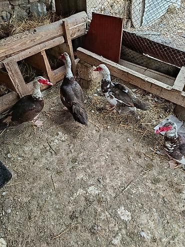 Erkək, | Lal ördək, Ətlik