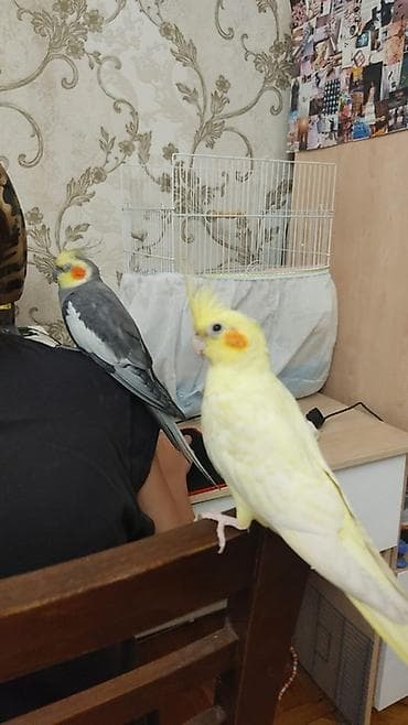 bulbul quşu: Nimfa (Cockatiel) tutuquşları - Rənglər: açıq sarı (lutinio), - — 1