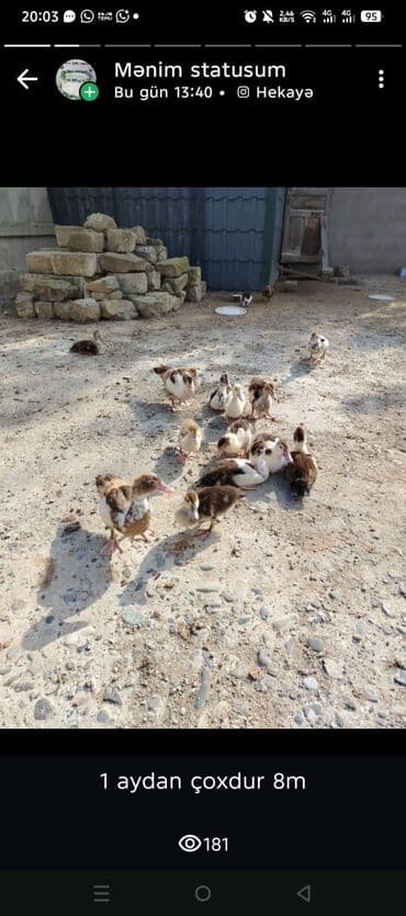 Коровы, быки: Musk ördəkləri (barbarı) – qarışıq rənglərdə (ağ, qara-ağ — 1