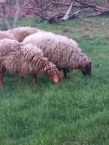 İtlər: Qoyunlar satılır 4dənədi hamsı cavan sağlam heyvanlardır hamsı — 8