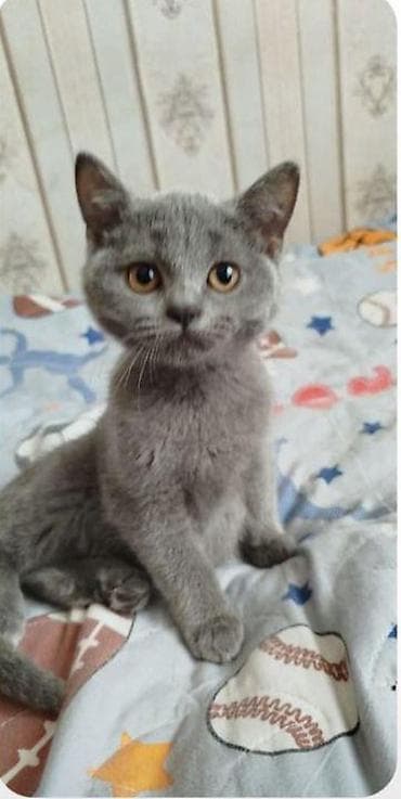 pişik oyuncaqları: Boz rəngli, qısa tüklü pişik balası - Cins: qısa tüklü, tünd-boz rəng — 2