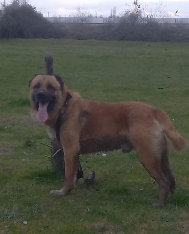 heyvan yemləri: Qurdbasar, 2 il, Erkek, Peyvəndli, Ödənişli çatdırılma — 2