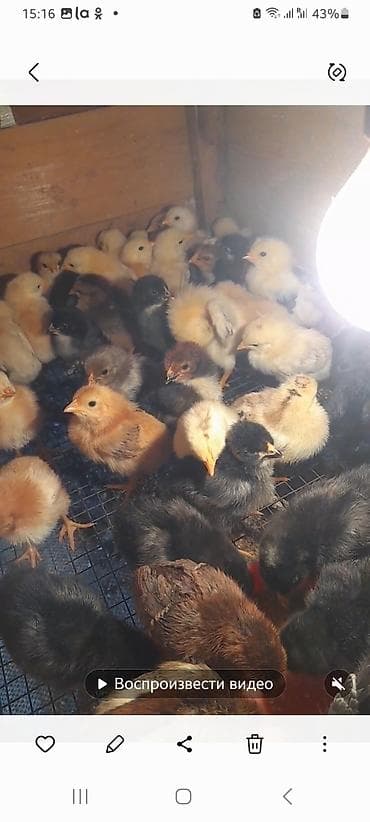 Инкубаторы: 100 яиц, Азербайджан, Для всех видов птиц — 2