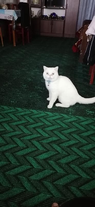 pisik yuva: Britan, Erkək, Yaxşı əllərə, Ödənişli çatdırılma — 7