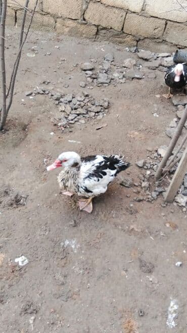 Salam alekum ordekler satilir dişiler 15 m boyuk erkek 35 balaca erkek