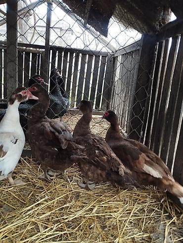 quş satışı: Qırmızı öküz krasnadarlar 4 dişi — 1