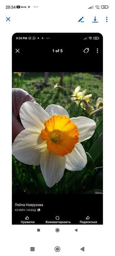 sor: Nərgiz soğanaqları – iriçiçəkli sortlar - Rəng çeşidləri: • Ağ — 2