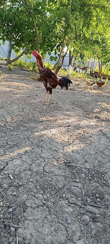 Xoruz, Heyratı, il: 1, Ünvandan götürmə, Ödənişli çatdırılma, Rayonlara çatdırılma — 4