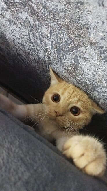 pişik əşyaları: Qızıl şinşilla, Erkək, Ünvandan götürmə, Ödənişli çatdırılma — 1