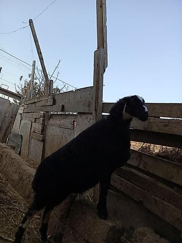 K/t heyvanları üçün mallar: Erkək quzu qurbanlığa yarayan heyvanlardır temiz eti təxmini 14 15 — 4