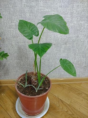 plastik plintus: Otaq bitkisi – Alokaziya (fil qulağı) saksıda - Dekorativ iri — 1