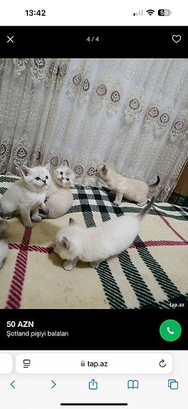 sotland pisiyi: Şotland — 3