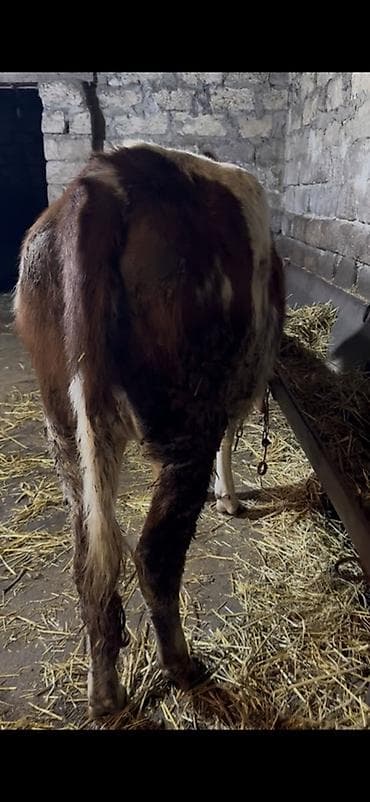 Inəklər, öküzlər: Simental tipli dişi buzov/malla – qırmızı-ağ rəngli, ləkəli naxışlı — 2