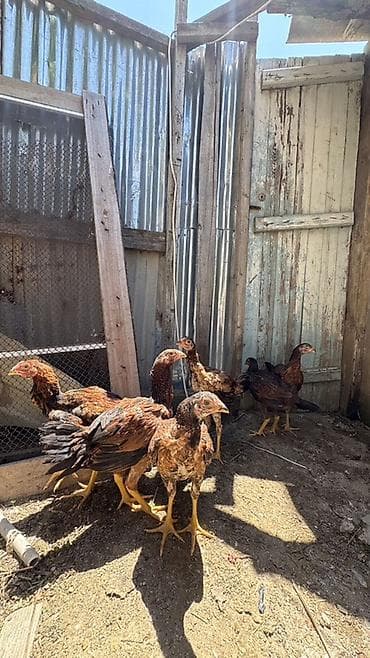 cuca: Heyratı cücələri 3 aylıqların tamam eləmiyiblər hələ yaxşı heyvanların — 9