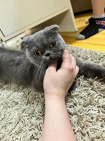 Şotland, Yaxşı əllərə