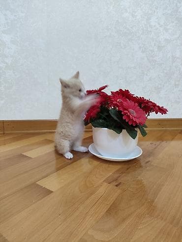 pulsuz video cat: Dişi — 3