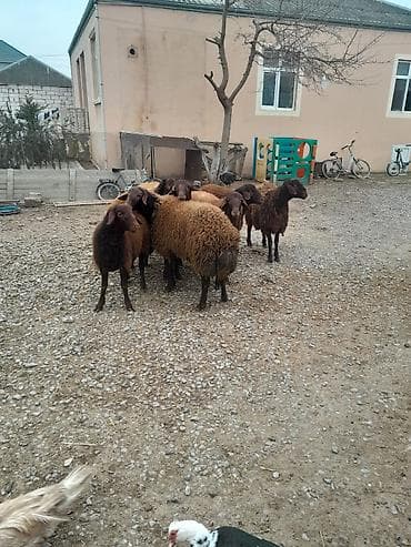 Quşlar: Qoyun sürüsü – Qala cinsi erkek Lerik satılır damazlıq - Şəkillərdə — 4