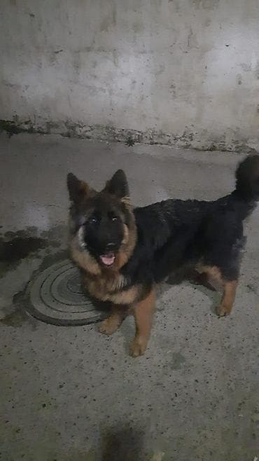 heyvan hekimi: Alman çoban iti, 6 ay, Dişi, Sənədli, Ünvandan götürmə — 5