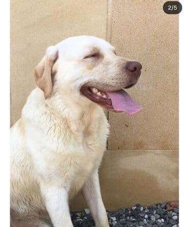 лабрадор: Retriever, 5 il, Erkek, Cütləşmə üçün — 3