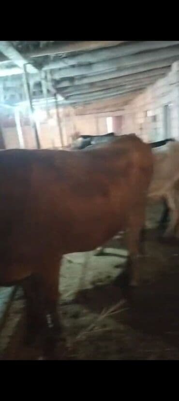 Коровы, быки: Самка, лет: 2, Для мяса — 10