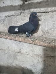 pavlin goyərcin: Salam olsun butun quwbazdara.demeli bu ag badamleleyler ikiside — 26