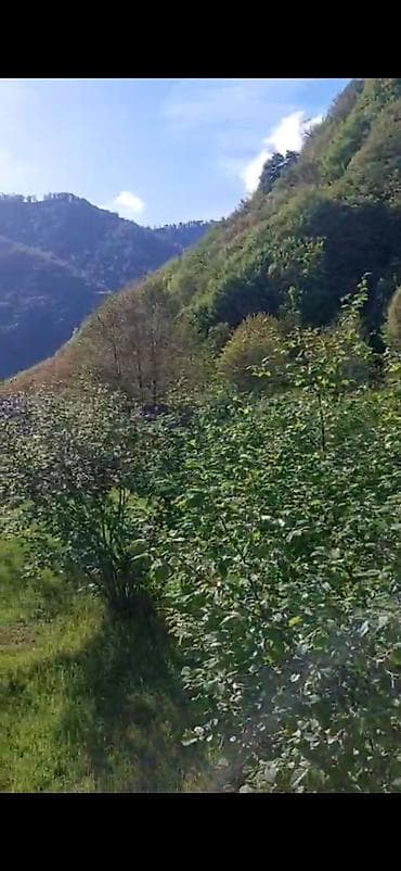 masazirda evlerin satisi: 14 sot, Tikinti, Mülkiyyətçi, Kupça (Çıxarış) — 3
