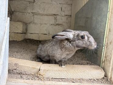qoyun quzu nece yazilir: Boz rəngli yerli cins dovşanb Balaca vaxtindan ozum saxlamisam tek — 3