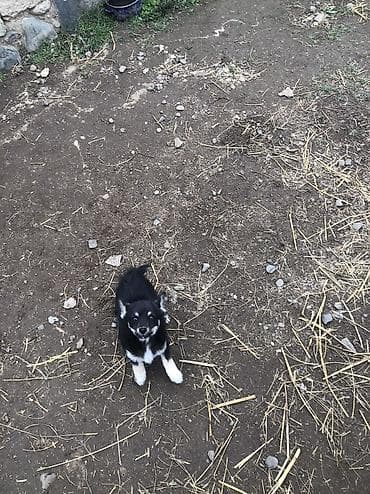 İzvanok anadan gelme quyruqu kesikdi 5 ay lıqdı qiymetde cuzi endirim lalafo.az -da İzvanok anadan gelme quyruqu kesikdi 5 ay lıqdı qiymetde cuzi endirim