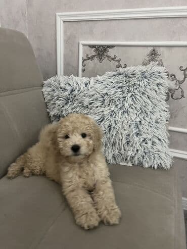 it balası satılır: Pudel, 2 ay, Erkek, Peyvəndli, Ünvandan götürmə — 6