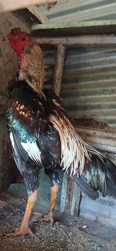 pikines qiymeti: Aseel (Asil) cinsli xoruz - Uzunboylu, güclü skelet quruluşu və — 4