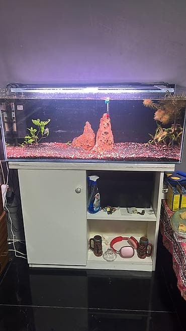 10 uzunu 30 eni 40 hündürlük sadəcə boş akvarium və şkaf verilie lalafo.az -da 10 uzunu 30 eni 40 hündürlük sadəcə boş akvarium və şkaf verilie