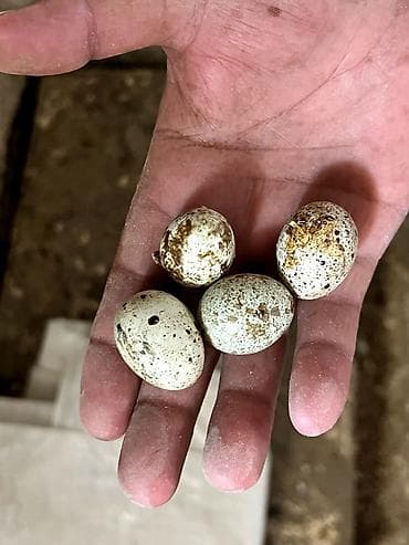 Kənd təsərrüfatı quşları: Məhsul: Bildircin və bildircin yumurtası - Cins: Ağ (tetra/texas — 1