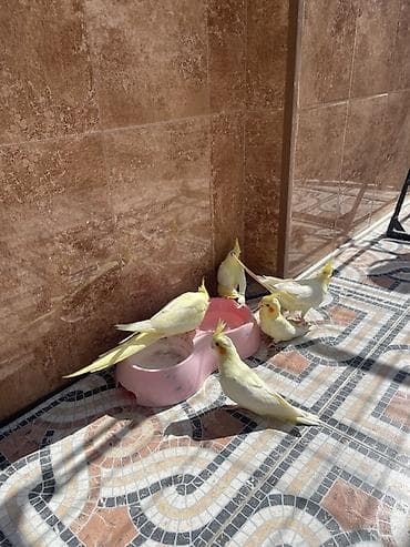 3 Sarı rəngli nimfa (cockatiel) papağanları – lutino 1.5 aylıq — 1