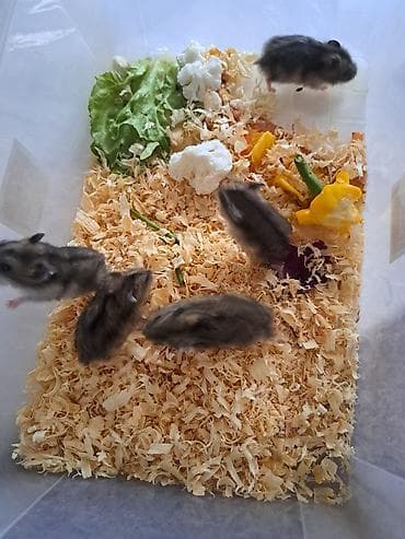 Xamyaklar hamsterlər– aktiv və oynaq - Növ: cırtdan/djungarian tipli