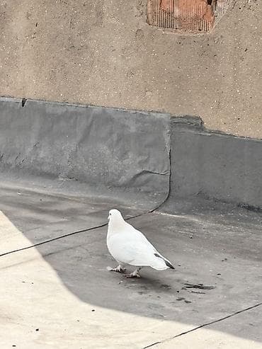 Dünən tutmuşam bu heyvanı Oynaq quşdu mayadı İstəyən əlaqə saxlasın — 1