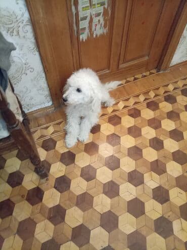 Lincoln: Пудель, 2 года, Самка, С родословной — 3