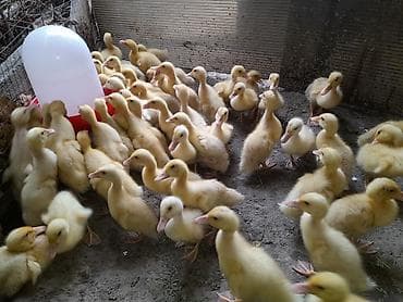 danisan qus: Pekin ordek balalari 20 qunlukduler ətlik yumurtaçı xəttlərdən — 5