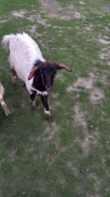 Qazlar: Dişi, il: 1, 27 kq, Ətlik — 4