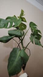 qamış: Alpiniya 6 və 7 azn. Məhsul: Variegatlı — 5